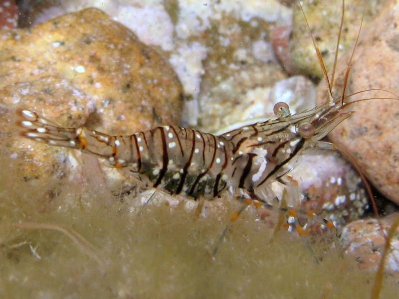 Differenze tra Palaemon serratus e Palaemon elegans